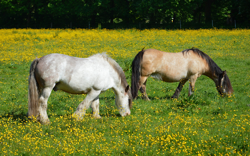 Pair of horses running side by side  from Chrome web store to be run with OffiDocs Chromium online