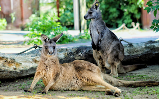 Pair of kangaroos next to tree trunk  from Chrome web store to be run with OffiDocs Chromium online