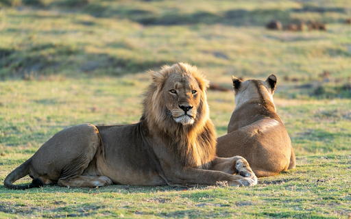Pair of lions  from Chrome web store to be run with OffiDocs Chromium online