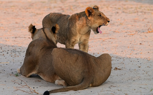 Pair of lions in the desert  from Chrome web store to be run with OffiDocs Chromium online