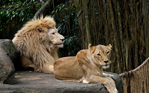 Pair of lions next to the rock  from Chrome web store to be run with OffiDocs Chromium online