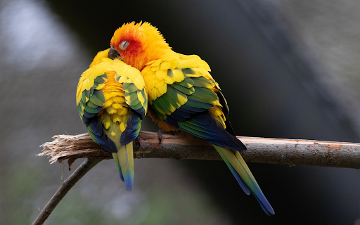 Pair of Parrots Sleeping on a Branch  from Chrome web store to be run with OffiDocs Chromium online
