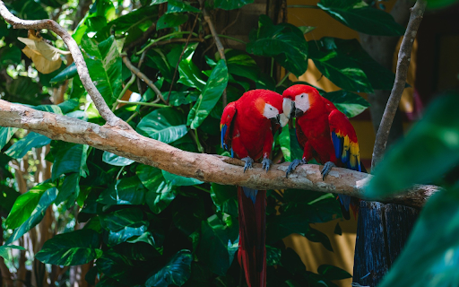 Pair of Red and White Parrots  from Chrome web store to be run with OffiDocs Chromium online