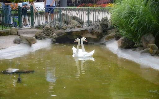 pair of swans in the park  from Chrome web store to be run with OffiDocs Chromium online