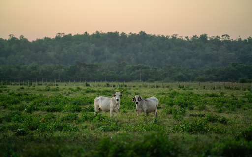 pair of white goats  from Chrome web store to be run with OffiDocs Chromium online