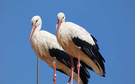 Pair of white storks with black wings  from Chrome web store to be run with OffiDocs Chromium online