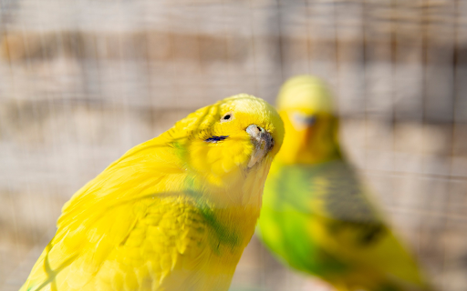 Pair of yellow green parrots  from Chrome web store to be run with OffiDocs Chromium online