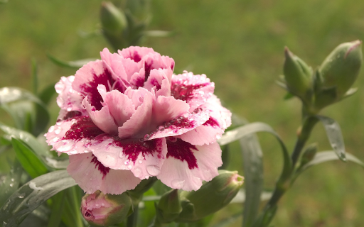 Pale pink flowers  from Chrome web store to be run with OffiDocs Chromium online