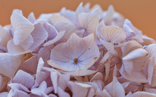 Pale purple dried flowers  from Chrome web store to be run with OffiDocs Chromium online