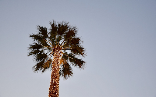 Palm trees and lights  from Chrome web store to be run with OffiDocs Chromium online
