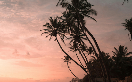 Palm Trees at Beach  from Chrome web store to be run with OffiDocs Chromium online