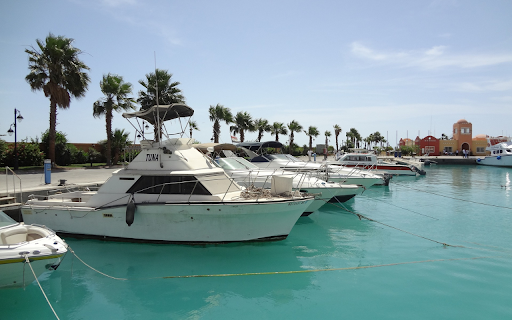 Palm trees on the marina  from Chrome web store to be run with OffiDocs Chromium online