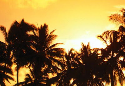 Palm Tree Sunset  from Chrome web store to be run with OffiDocs Chromium online