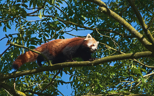 Panda blushes white  from Chrome web store to be run with OffiDocs Chromium online