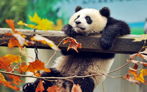 Panda Relaxing in Autumn  from Chrome web store to be run with OffiDocs Chromium online