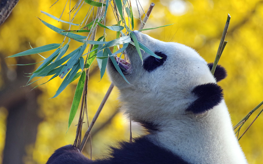 Pandas eat leaves  from Chrome web store to be run with OffiDocs Chromium online