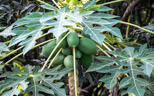 Papaya tree bears fruit  from Chrome web store to be run with OffiDocs Chromium online