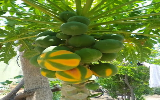 papaya tree wallpaper from Chrome web store to be run with OffiDocs Chromium online papaya tree wallpaper from Chrome web store to be run with OffiDocs Chromium online