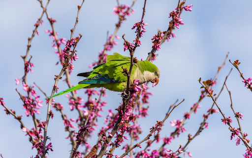 Parrot and Spring Branch  from Chrome web store to be run with OffiDocs Chromium online