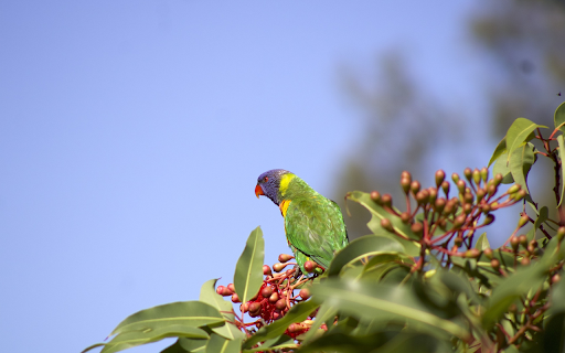 Parrot bird on flower branch  from Chrome web store to be run with OffiDocs Chromium online