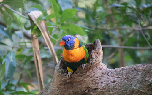 Parrot in the tree hole  from Chrome web store to be run with OffiDocs Chromium online
