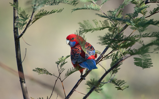 Parrot rowing tree  from Chrome web store to be run with OffiDocs Chromium online
