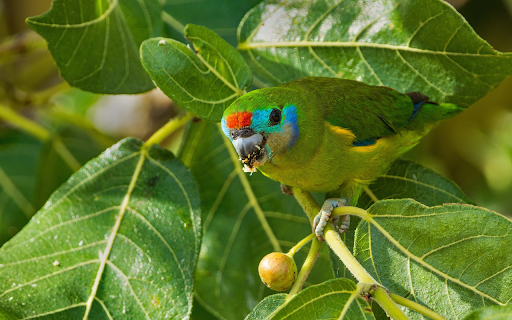 Parrots eat figs  from Chrome web store to be run with OffiDocs Chromium online