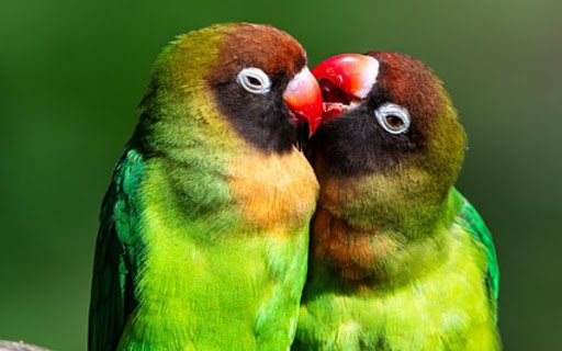 PARROTS Theme  from Chrome web store to be run with OffiDocs Chromium online