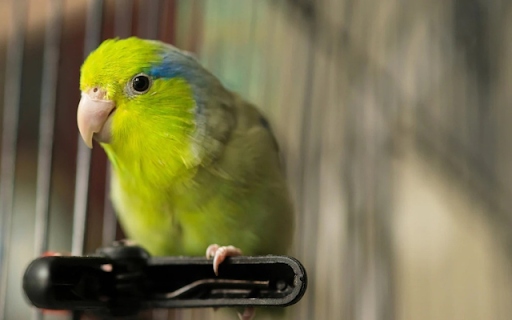 Parrot: The Intelligent and Colorful Talker  from Chrome web store to be run with OffiDocs Chromium online