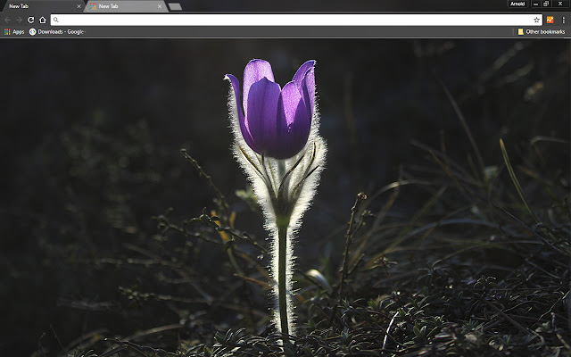 Pasque Flower  from Chrome web store to be run with OffiDocs Chromium online