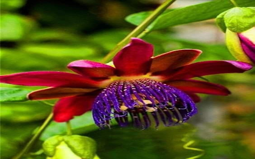 Passion flower wallpaper  from Chrome web store to be run with OffiDocs Chromium online