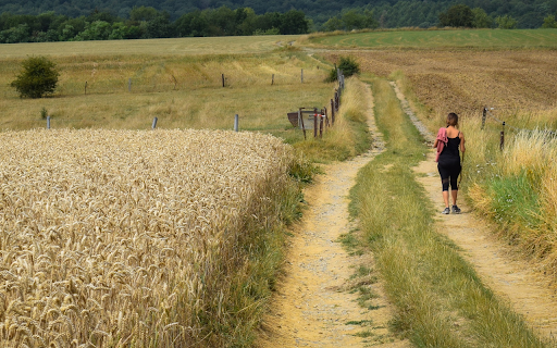 path in the middle of the field  from Chrome web store to be run with OffiDocs Chromium online