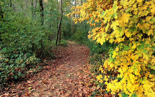 Path into the forest  from Chrome web store to be run with OffiDocs Chromium online