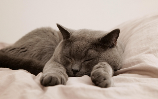 Peaceful Nap Time  from Chrome web store to be run with OffiDocs Chromium online