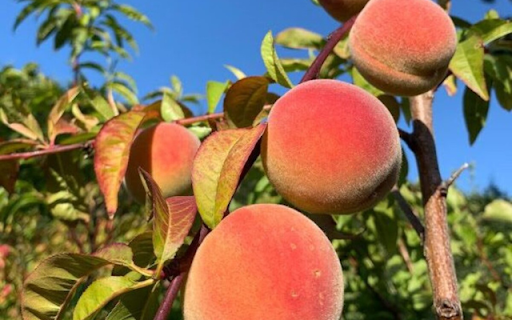 Peach  from Chrome web store to be run with OffiDocs Chromium online