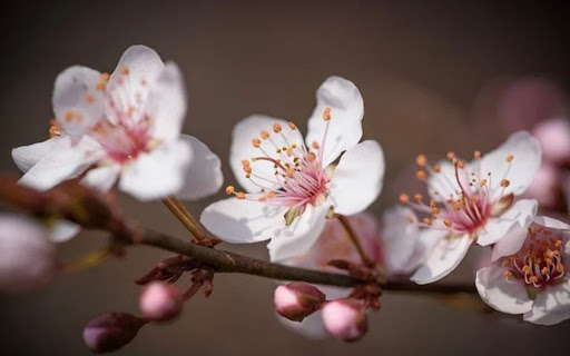 PEACH BLOSSOM 2 Theme  from Chrome web store to be run with OffiDocs Chromium online