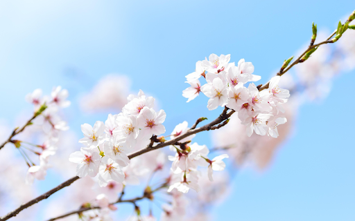 Peach blossom branches  from Chrome web store to be run with OffiDocs Chromium online