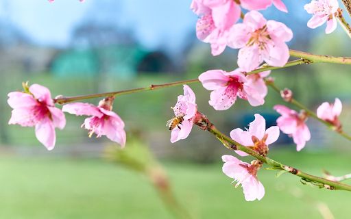 Peach Blossoms  from Chrome web store to be run with OffiDocs Chromium online