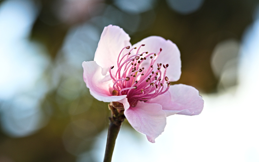 Peach blossoms fade  from Chrome web store to be run with OffiDocs Chromium online