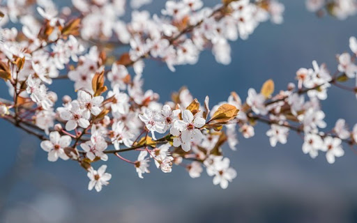 PEACH BLOSSOM Theme  from Chrome web store to be run with OffiDocs Chromium online