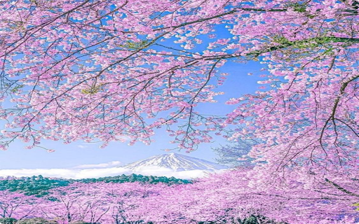 Peach blossom trees in full bloom Wallpaper  from Chrome web store to be run with OffiDocs Chromium online