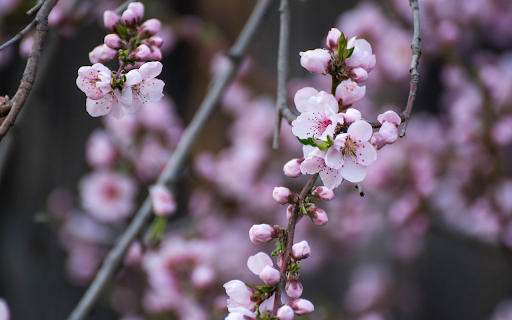 Peach branches bloom  from Chrome web store to be run with OffiDocs Chromium online