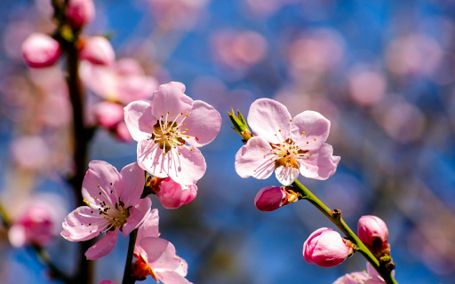 Peaches bloom  from Chrome web store to be run with OffiDocs Chromium online