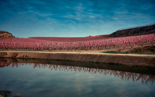 Peach garden blooming  from Chrome web store to be run with OffiDocs Chromium online