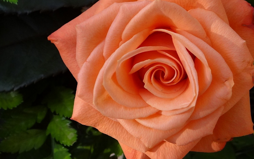 Peach Perfection  from Chrome web store to be run with OffiDocs Chromium online