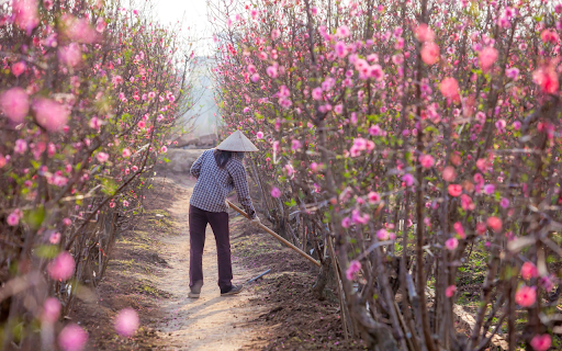 peach tree care  from Chrome web store to be run with OffiDocs Chromium online