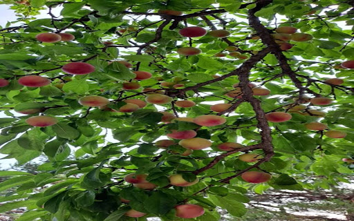peach tree with fruit wallpaper  from Chrome web store to be run with OffiDocs Chromium online