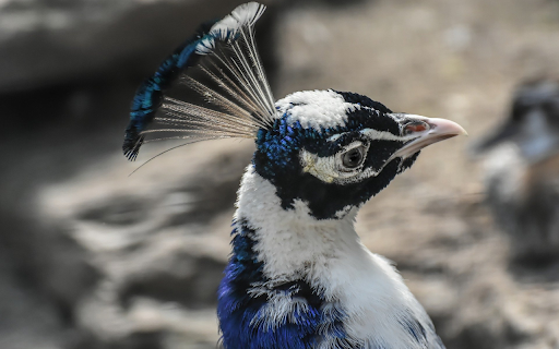 Peacock and blue and white feathers  from Chrome web store to be run with OffiDocs Chromium online