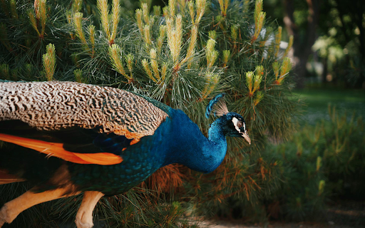 Peacock Green Garden  from Chrome web store to be run with OffiDocs Chromium online