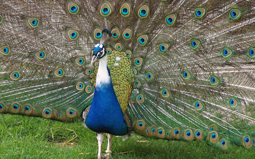 Peacock spreading its tail  from Chrome web store to be run with OffiDocs Chromium online